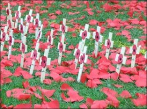 Poppies